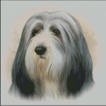 (image for) Bearded Collie